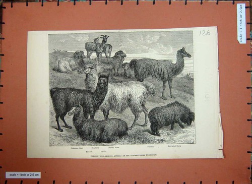 Old antique print 1871 - antique,