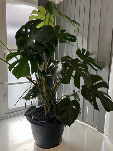 Monstera deliciosa swiss - deliciosa,