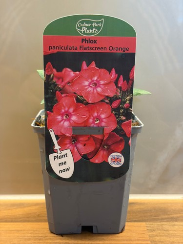 Phlox flatscreen orange rose - phlox,