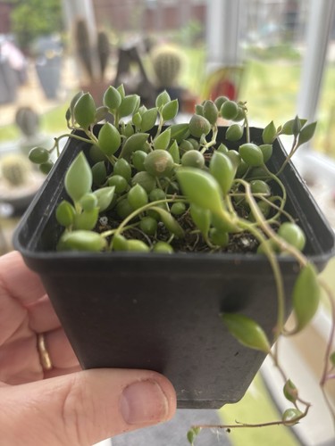 Senecio herreianus string - 'string, of