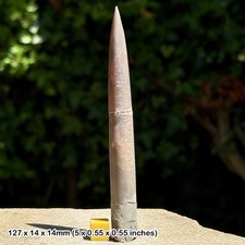 Belemnite – Belemnites explanatus Fossil, Kellaways Beds, Callovian, Jurassic: