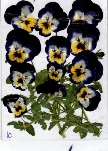 Real pressed flowers purple - real,