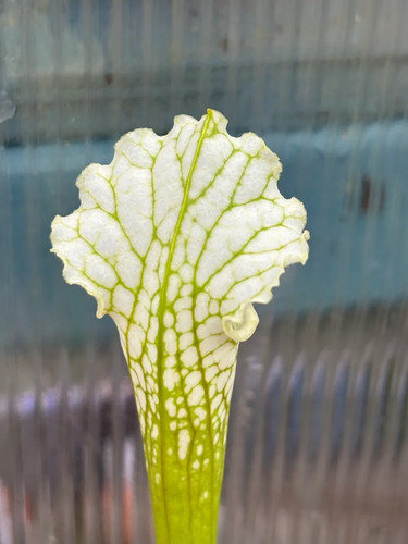 Sarracenia leucophylls - sarracenia,