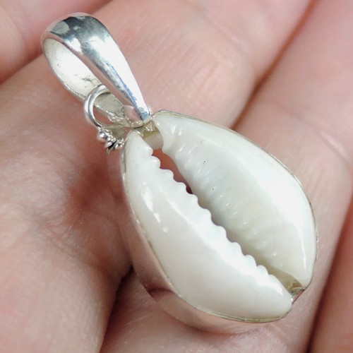 Small white cowrie - cowrie, shell