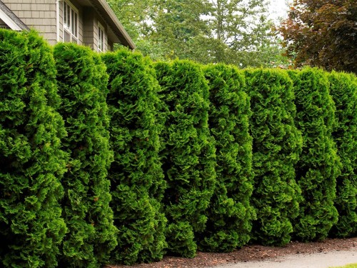 Thuja smaragd plant cedar - 5x,