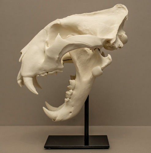 Tiger skull replica - replica, life