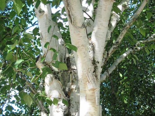 6ft betula snow queen - 5-6ft,