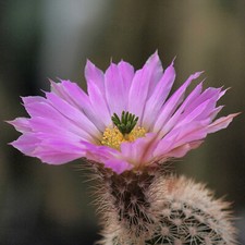 Echinocereus Websterianus 10 Seeds Webster's Hedgehog Cactus