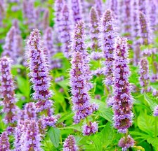 Huge Hyssop Agastache Mexicana