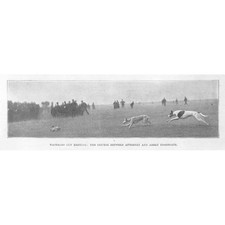 COURSING Waterloo Cup: Attorney & Abbey Floregate - Antique Print 1901