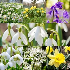 Plants Flowers 🌱wild