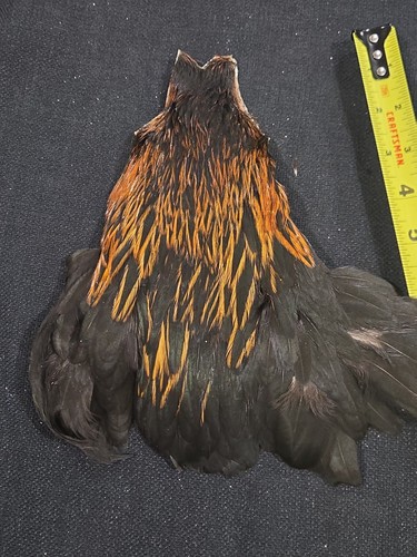 Furnace black brown hen - brown, neck