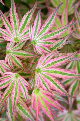 Ikandi japanese maple rare - ikandi,