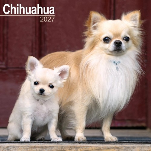 Chihuahua calendar 2027 wall - 2027,,