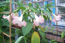 Angel Trumpet 3 Live   Single