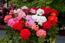 Geranium Zonal 'Horizon Select' Mixed Pack x12 Plug Plants