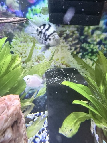 Proven breeding pair - proven, polar
