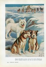 ALASKAN MALAMUTE ESKIMO SLED DOGS OLD 1958 DOG ART PRINT by EDWARD HERBERT MINER