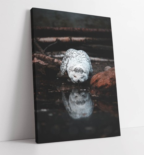 Snowy owl drinking - water, home