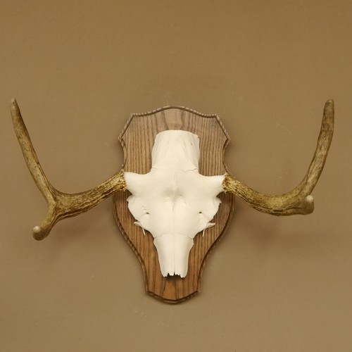 Moose antlers small - antlers,