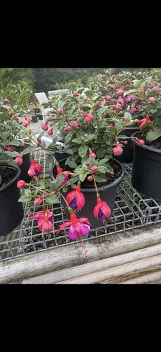 Hardy fuchsia nurse - fuchsia,