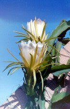 Hylocereus Undatus Cuttings, 3