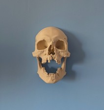 Replica human skull wall - replica,