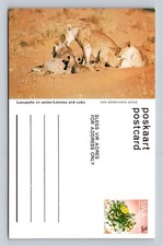 Vintage South African Lioness