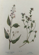 Antique Print Enchanter’s