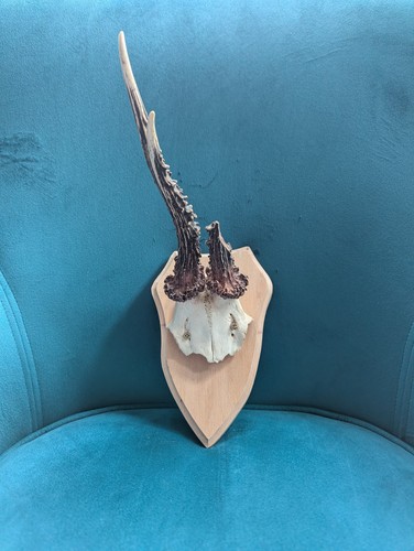 Vintage deer antlers wooden - antlers,