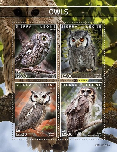 Owls birds prey - of, 4-value
