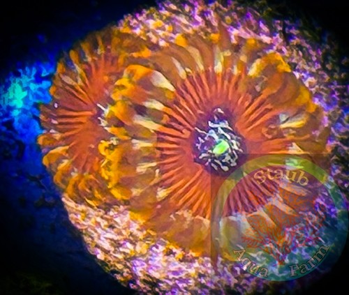 Saf magician zoanthid - saf~magician, coral