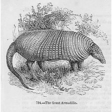 The Great Armadillo - Antique Print 1856