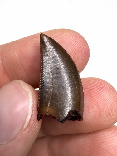 Gem majungasaurus - 1.05”,