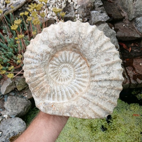 Large fossil ammonite 9kg - large,