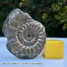 Tropidoceras Golden Pyrite Ammonite Fossil Jurassic Coast Lyme Regis Dorset UK