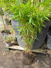 Bamboo fargesia rufa - fargesia,