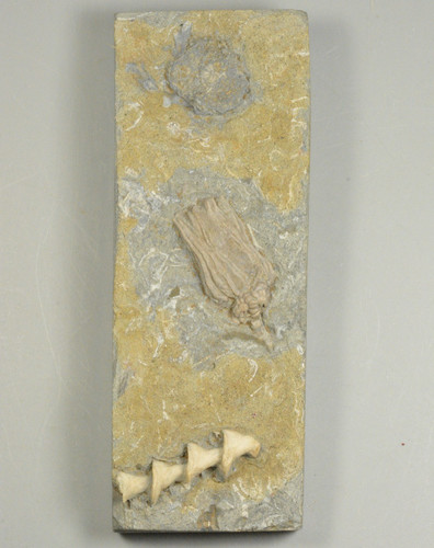 Crinoids bryozoan - crinoids,,