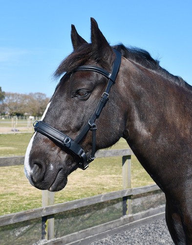 Rhinegold leather lunge - rhinegold,