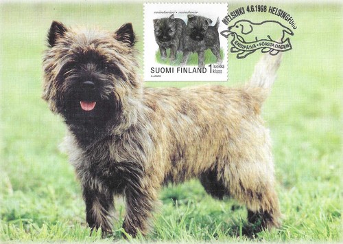 Cairn terrier puppies - cairn, from