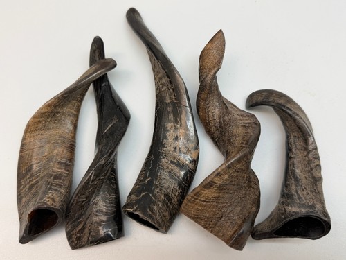 1pc polished goat - horn, 4