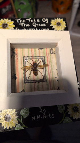 Framed wasp insect specimen - wasp,