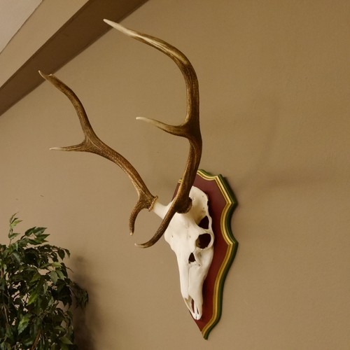 Red deer antlers ended - antlers,