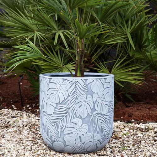 25cm garden plant flower - garden, pot