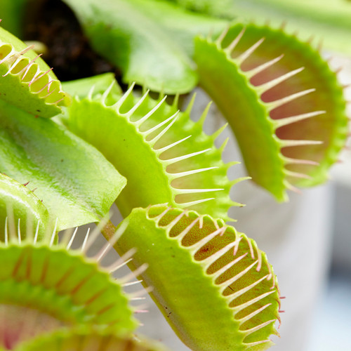 Venus fly trap for - venus,