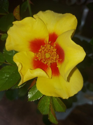 Rose bush eye - 'eye, the