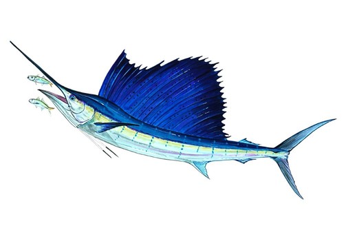 Sailfish big game fish vinyl - big,