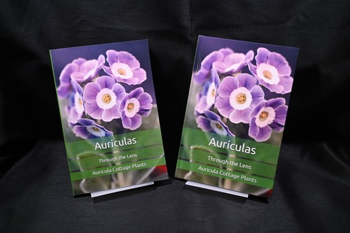 Auriculas through the lens - auriculas,