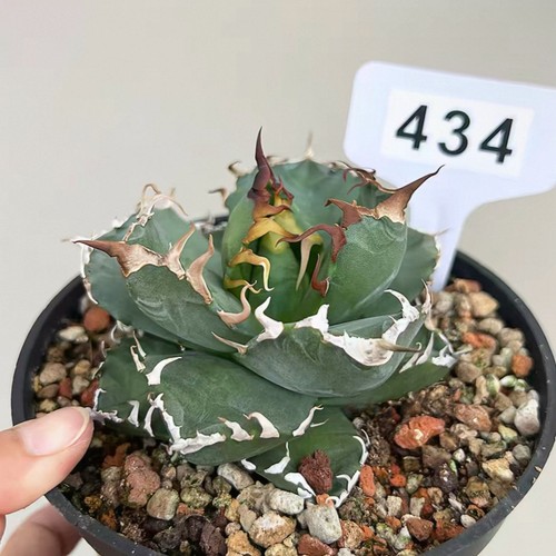 1pcs 8cm seedgrowth agave - 7-8cm,