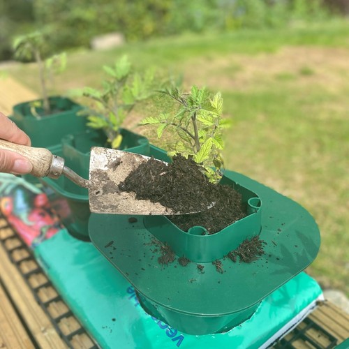 Planting guard for - planting, tomato